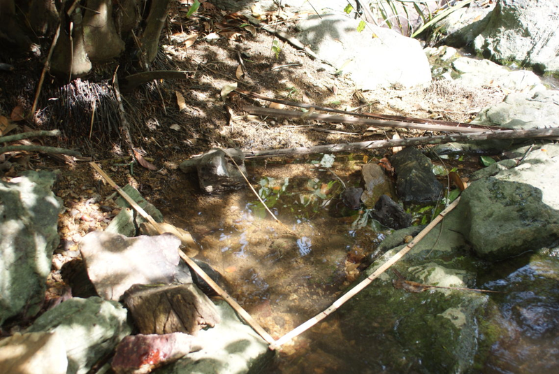 A similar pond involving a dam made from debris, and featuring fresh eggs.